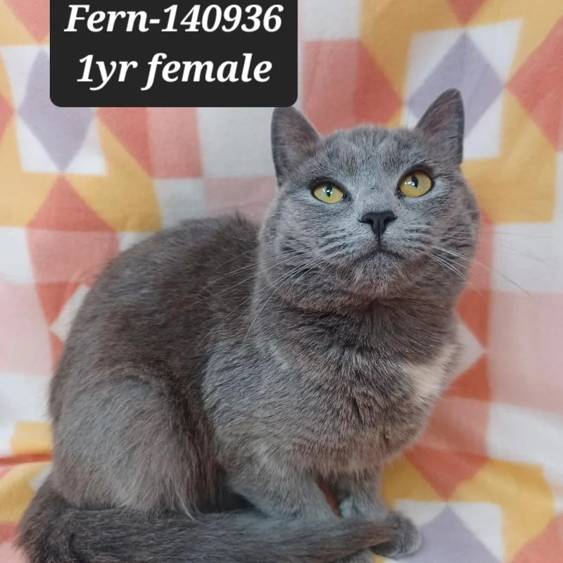 A young small-sized female Domestic Short Hair cat named Fern for adoption in New Tazewell, TN