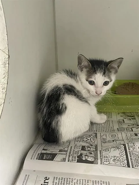 A baby medium-sized female Domestic Short Hair cat named Mabel for adoption in Rosenberg, TX