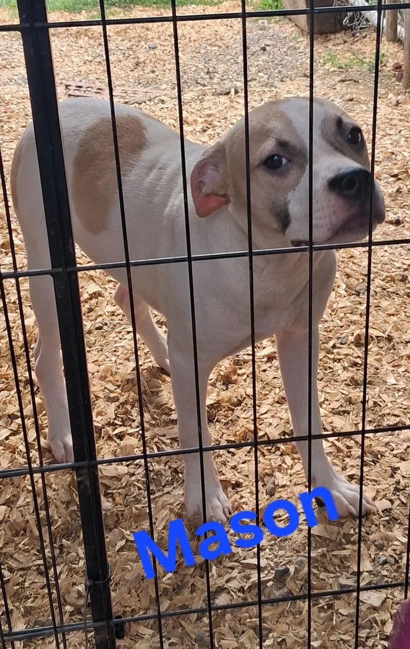 A young medium-sized male Pit Bull Terrier dog named Mason for adoption in Lynchburg, TN