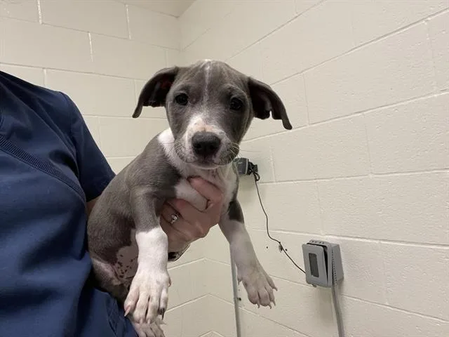 A baby small-sized male Pit Bull Terrier dog named Bartholomew for adoption in Auburn, CA