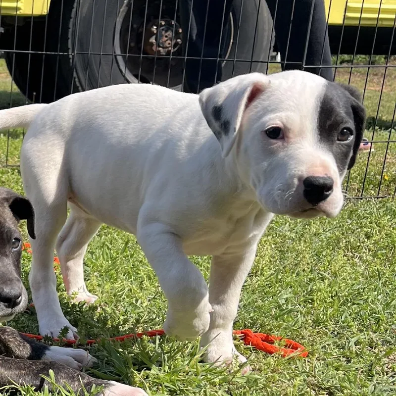 A baby medium-sized female White / Cream Mixed Breed dog named Sasha for adoption in Cartersville, GA