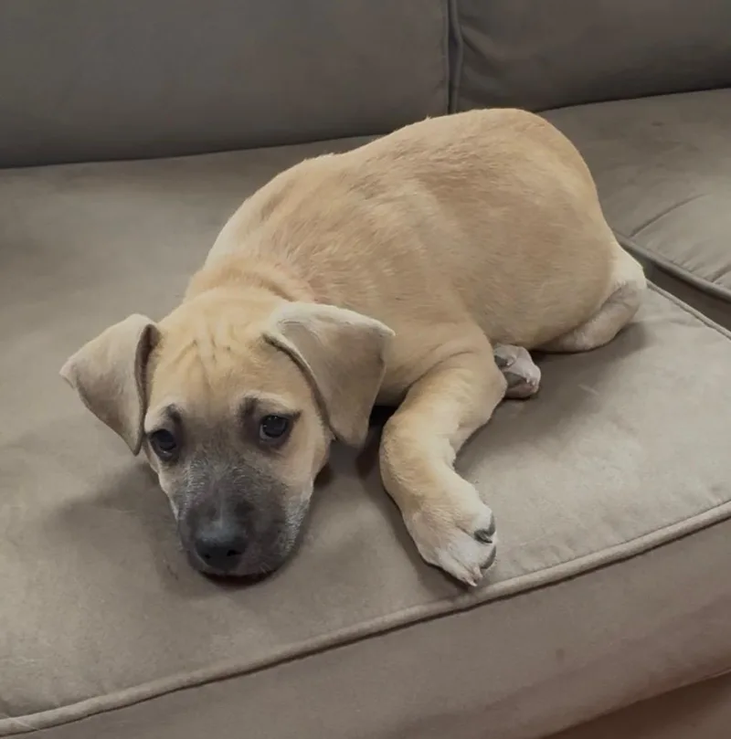 A baby medium-sized male Apricot / Beige Mixed Breed dog named Patrick for adoption in Medford, NY