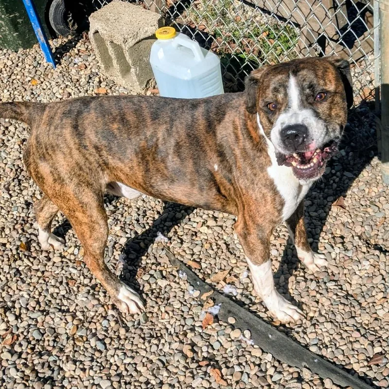 An adult large-sized male Brown / Chocolate Mixed Breed dog named Dudley for adoption in Jeffersonville, IN