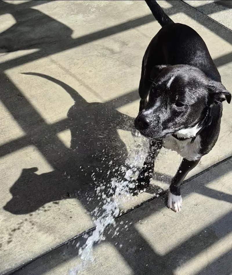 A young medium-sized male Black American Staffordshire Terrier dog named Luca LoVes Water for adoption in Manhattan Beach, CA