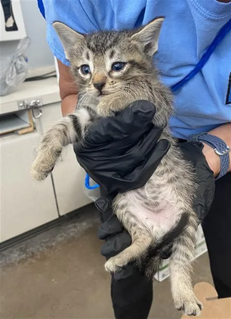 A baby medium-sized male Domestic Short Hair cat named Bruno for adoption in Dallas, TX