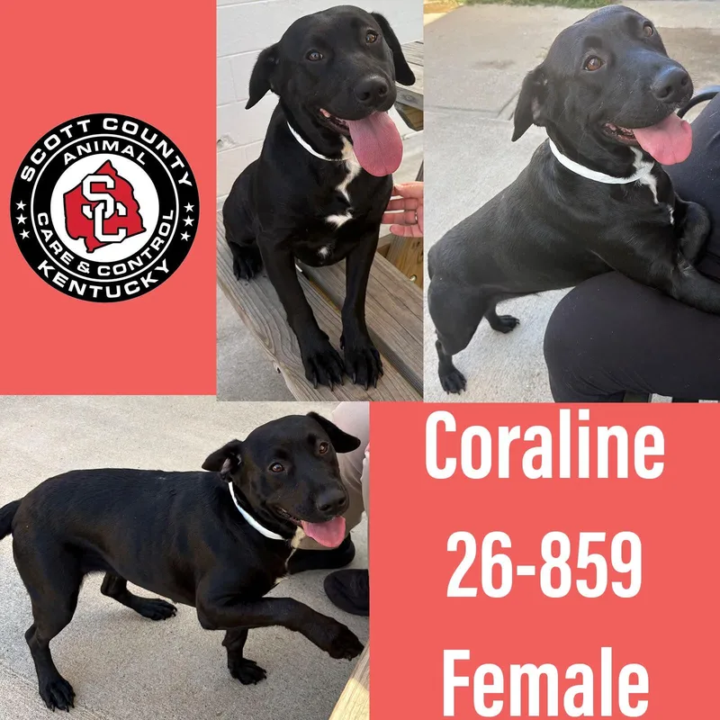 An adult large-sized female Labrador Retriever dog named Coraline for adoption in Georgetown, KY