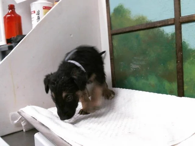 A baby small-sized male German Shepherd Dog dog named Lucas for adoption in Houston, TX