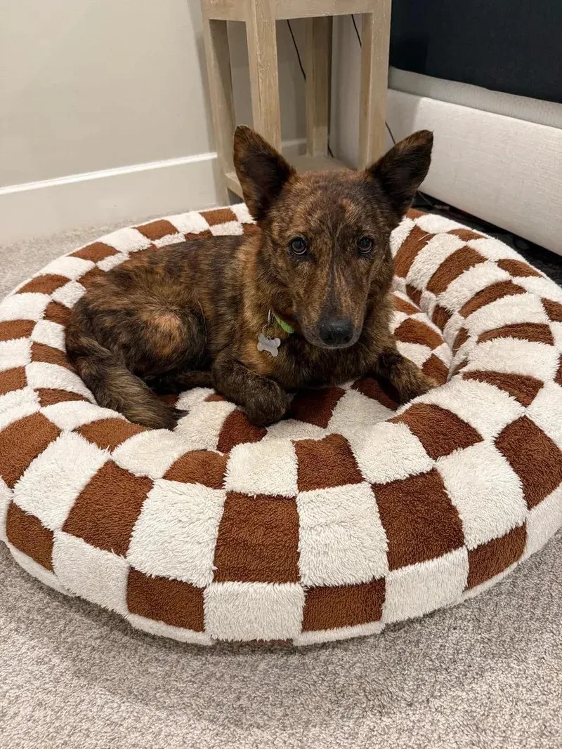 An adult medium-sized female Brindle German Shepherd Dog dog named Wren for adoption in Polk, OH