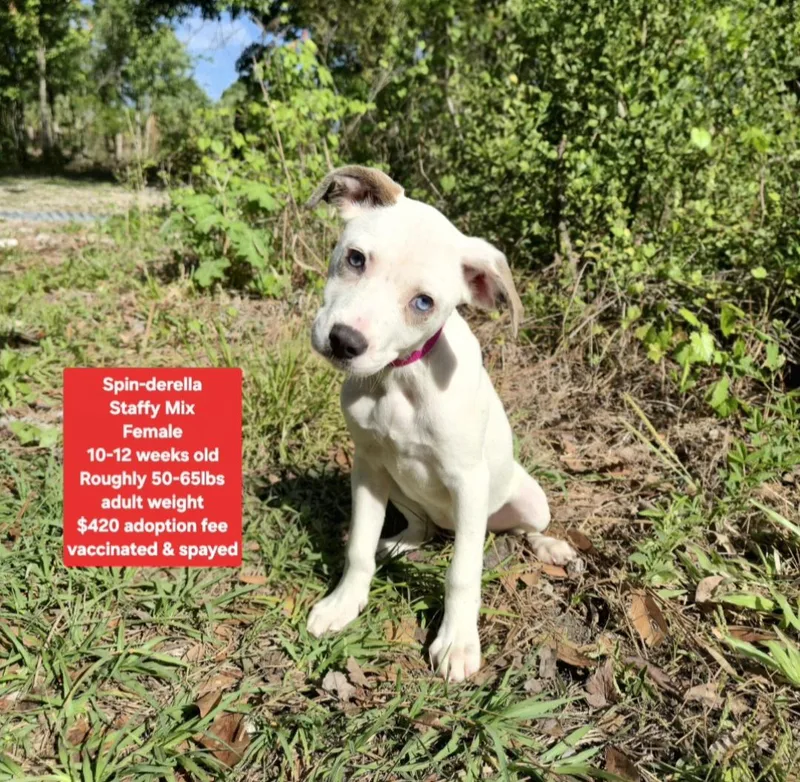 A baby medium-sized female Staffordshire Bull Terrier dog named Spinderella for adoption in Oviedo, FL