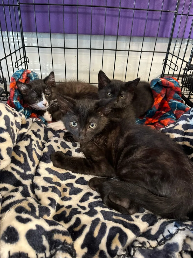 A baby medium-sized male Black Tabby cat named Gordon for adoption in Walnut Creek, CA