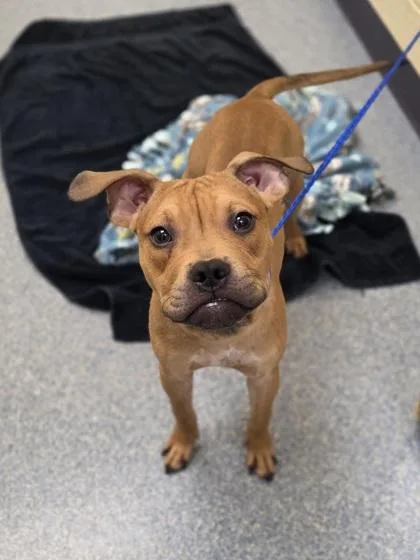 A baby small-sized male Pit Bull Terrier dog named Gunther for adoption in Westland, MI