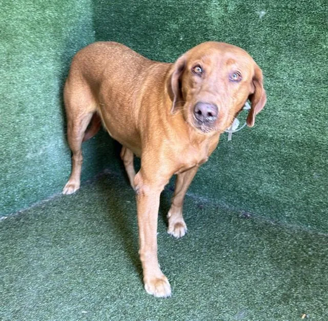 An adult large-sized female Labrador Retriever dog named Roxy for adoption in Lancaster, CA