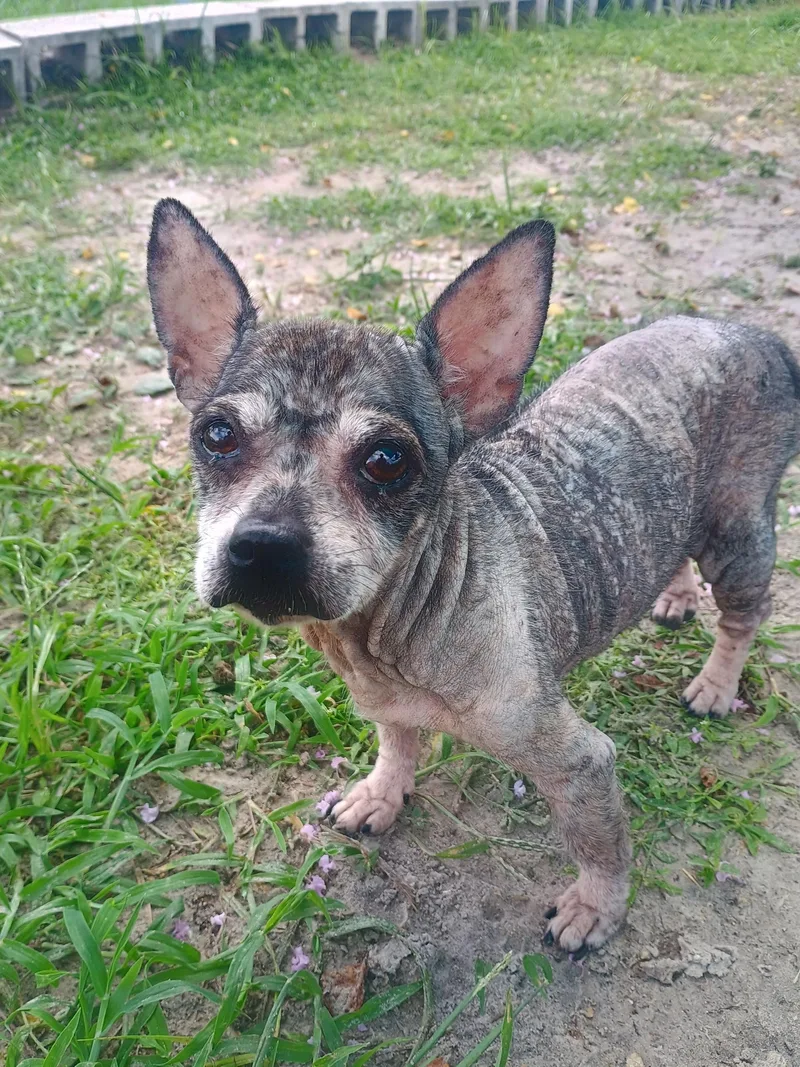 A senior small-sized female Black Chihuahua dog named Rufosa for adoption in New Port Richey, FL