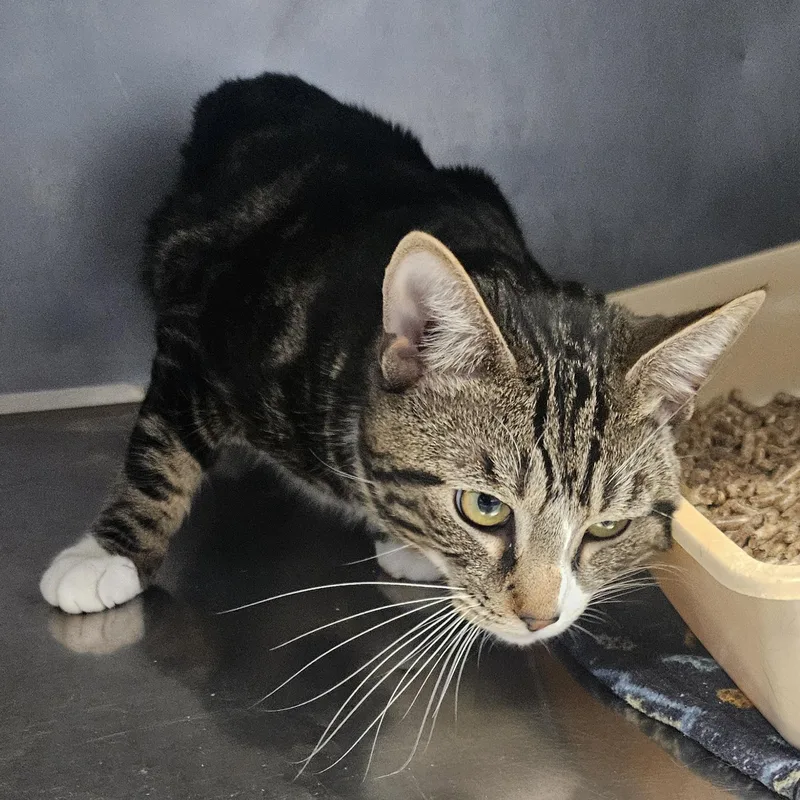 A young medium-sized male Domestic Short Hair cat named Whiskers for adoption in Fall River, MA