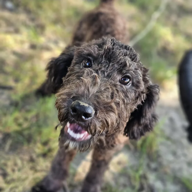 A baby large-sized male Bicolor Goldendoodle dog named Bubba so il for adoption in O Fallon, IL