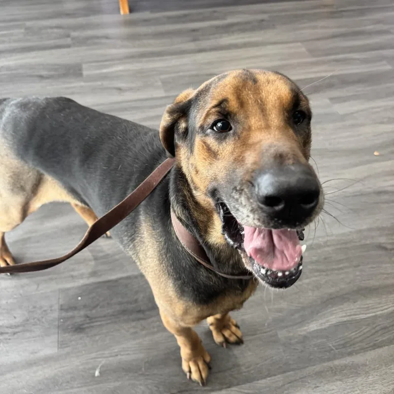 An adult large-sized male Black Bloodhound dog named Red for adoption in Louisville, KY