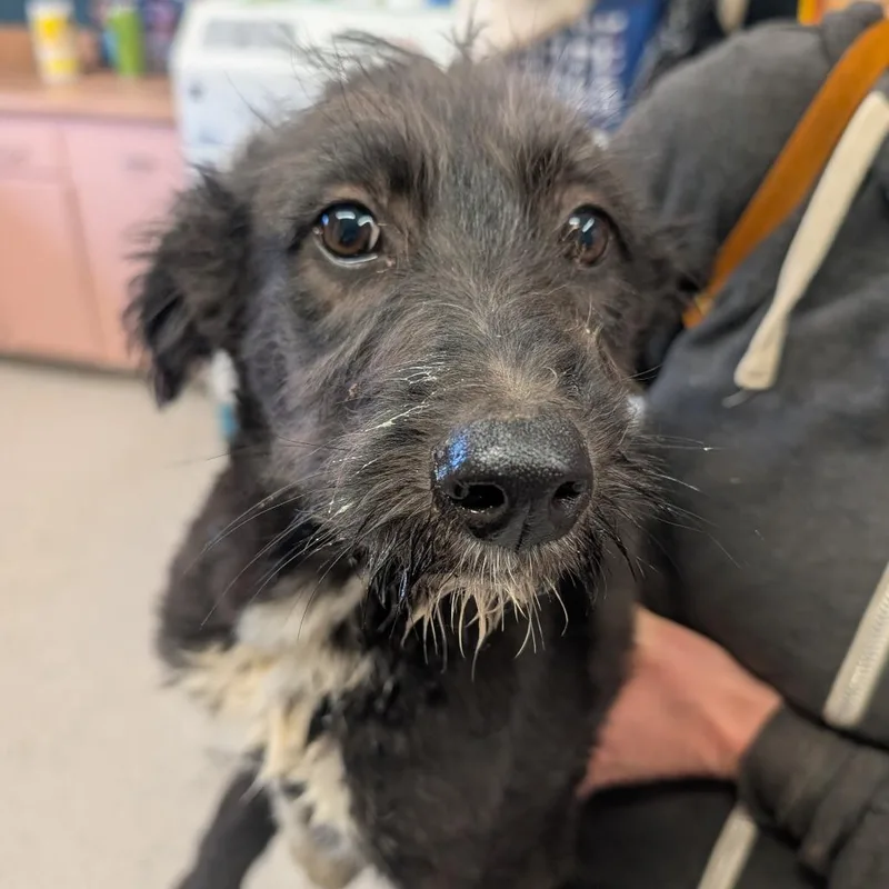 Meatball thumbnail 2