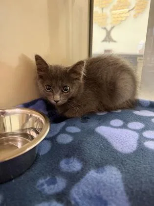 A young small-sized female Domestic Short Hair cat named Justice for adoption in Daphne, AL