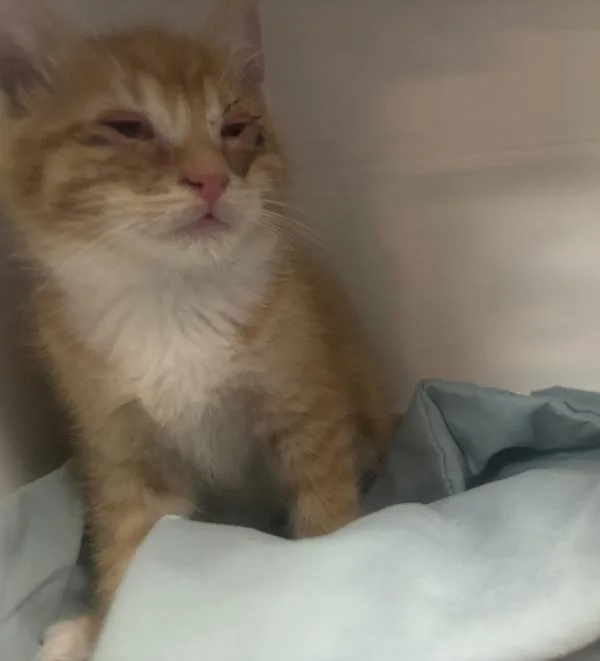 A baby small-sized male Domestic Short Hair cat named Dolla Bill for adoption in New York, NY