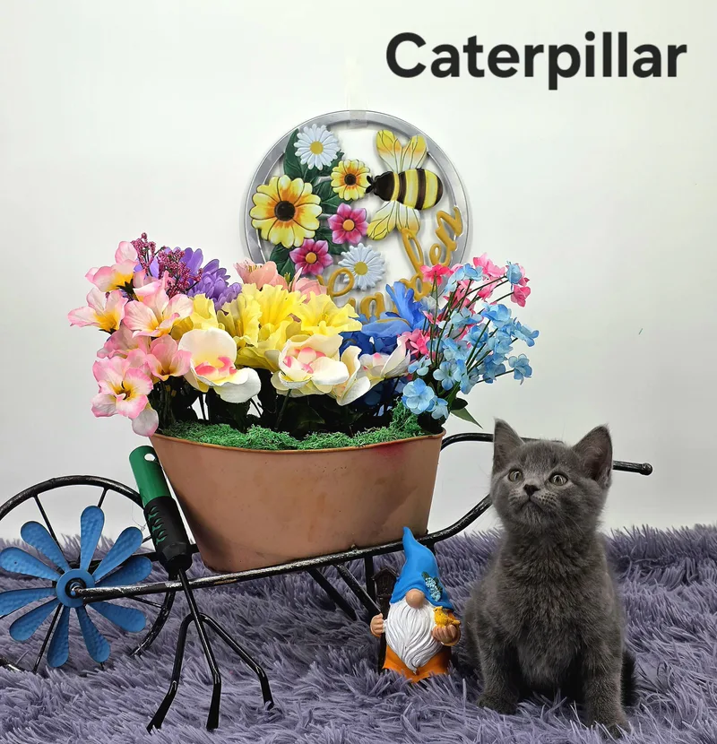 Caterpillar thumbnail 2