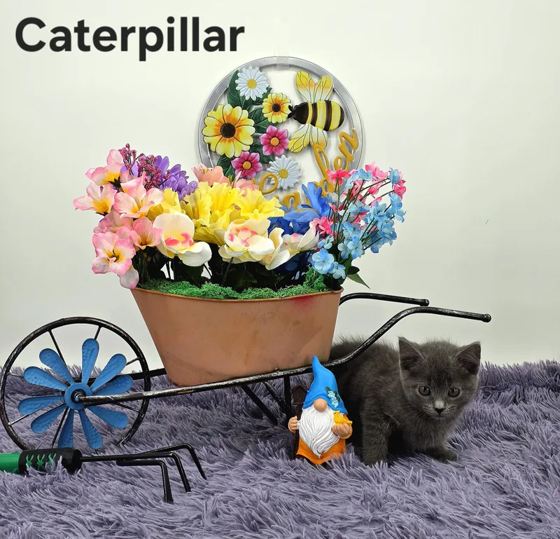Caterpillar thumbnail 3