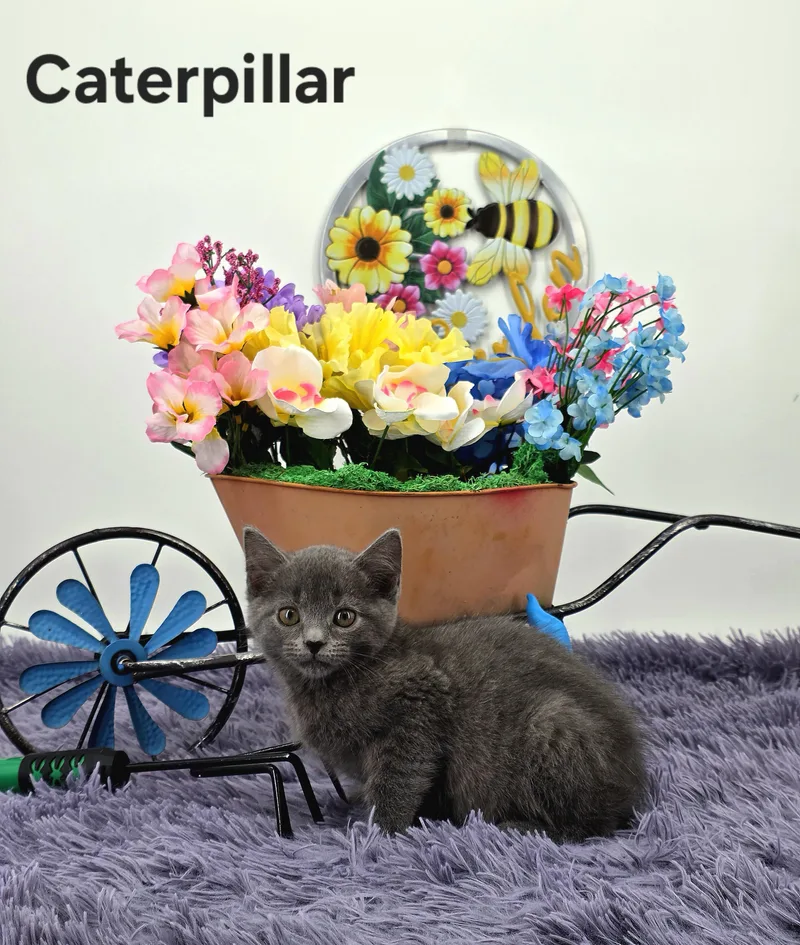 Caterpillar thumbnail 4