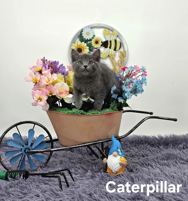 Caterpillar thumbnail 5