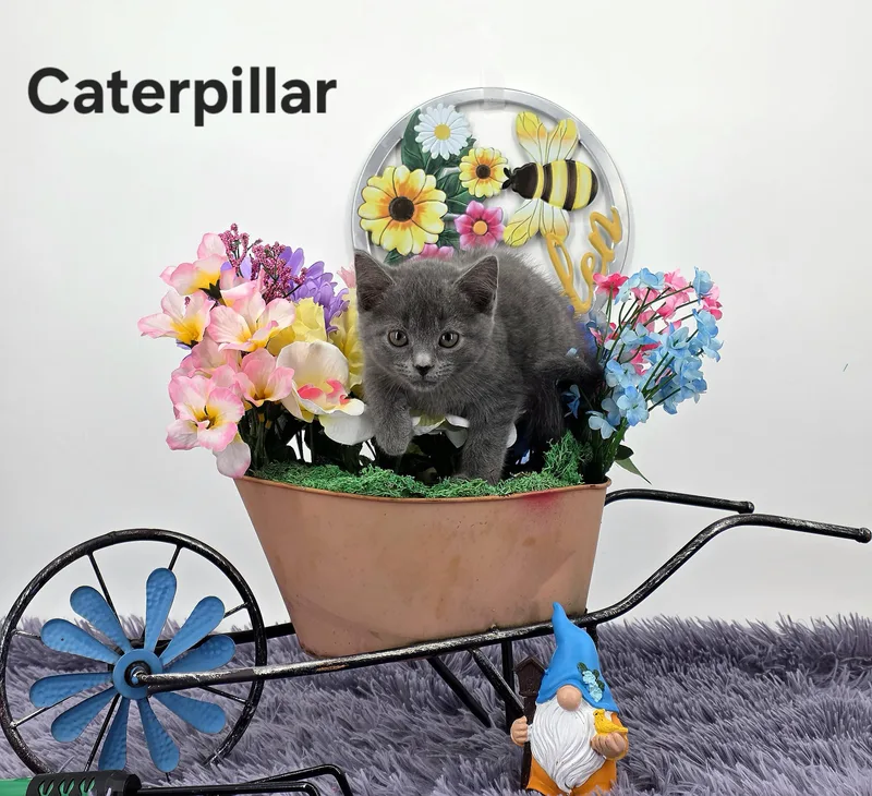 Caterpillar thumbnail 6