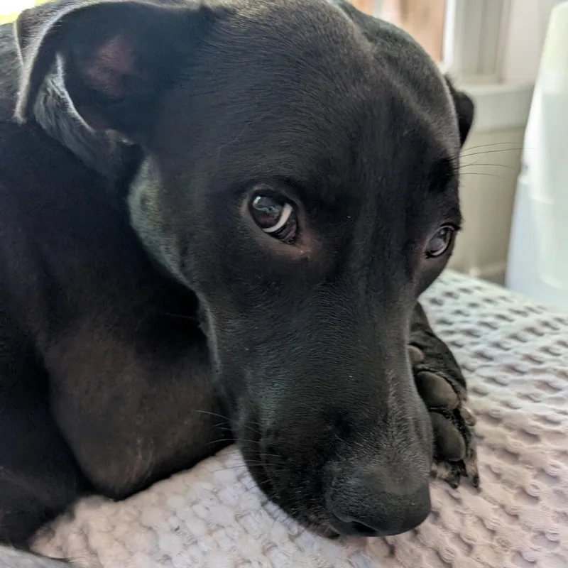 Peppercorn Is In Redmond! thumbnail 2