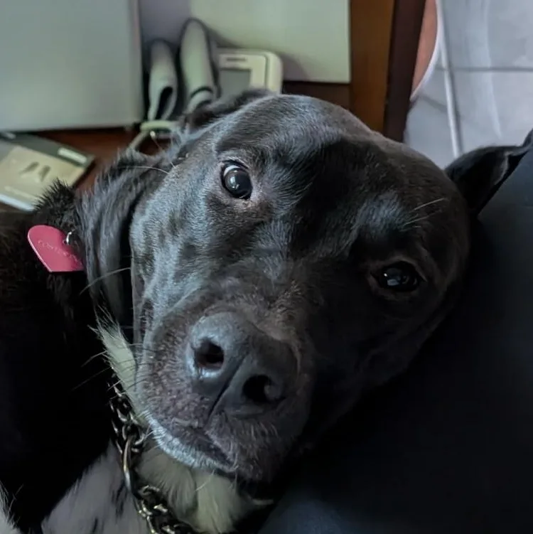 Peppercorn Is In Redmond! thumbnail 3