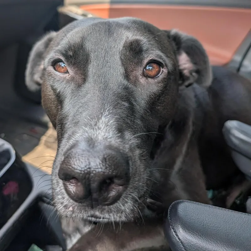 Peppercorn Is In Redmond!