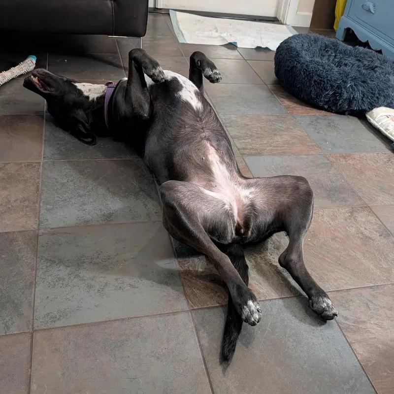 Peppercorn Is In Redmond! thumbnail 5