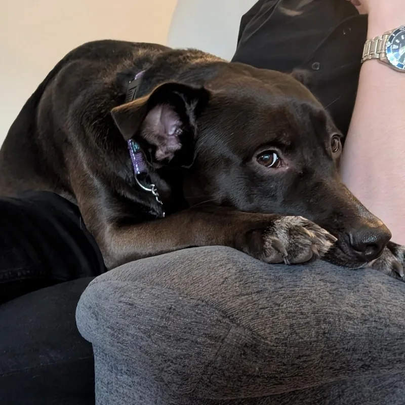 Peppercorn Is In Redmond! thumbnail 6