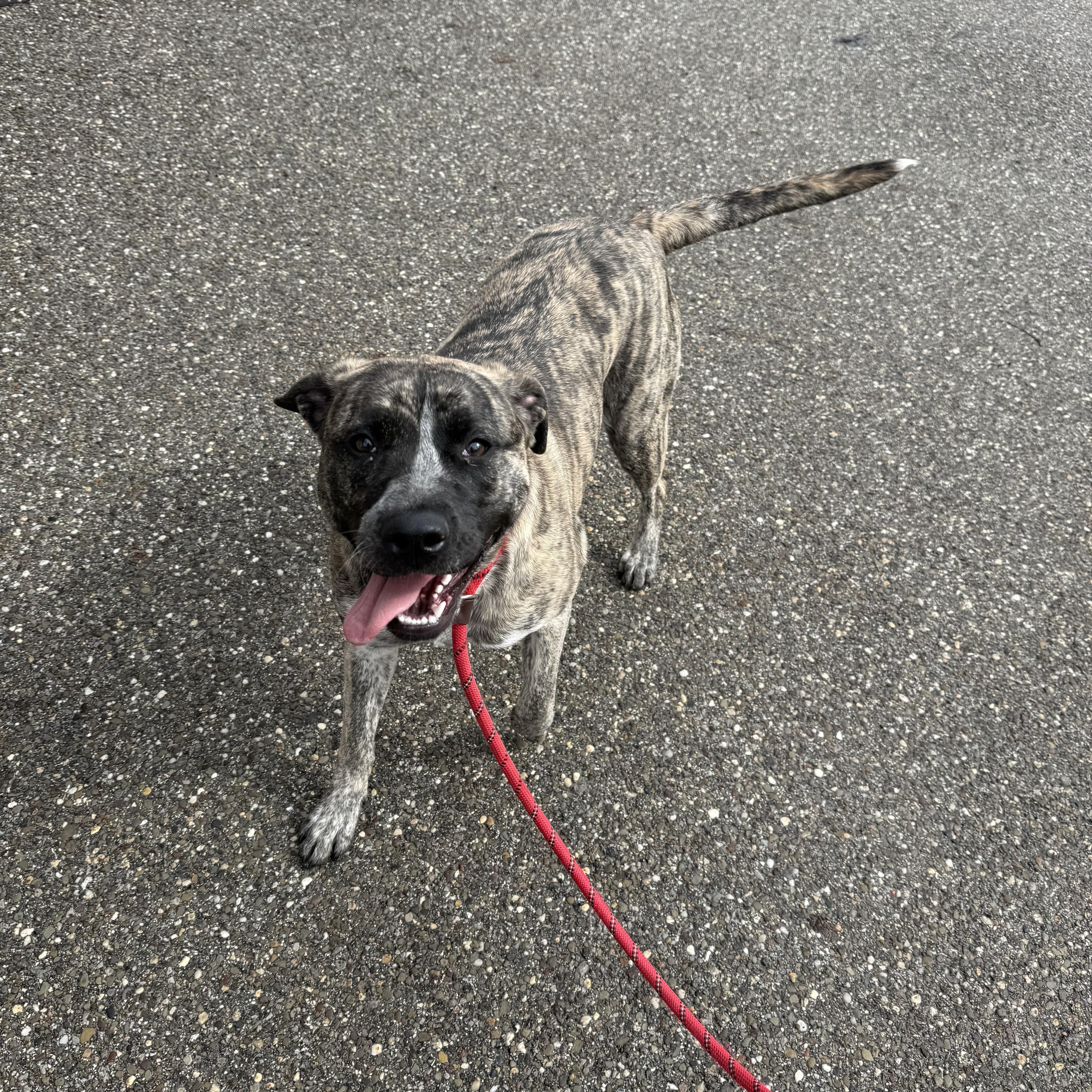 An adult medium-sized female Pit Bull Terrier dog named Ada for adoption in Youngstown, OH