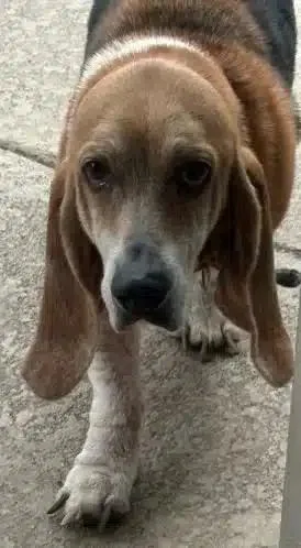 Lucy