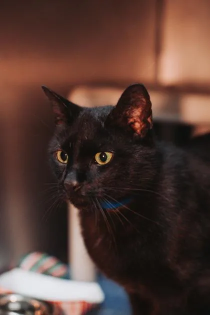An adult small-sized male Domestic Short Hair cat named A Nico Jr Petsmart for adoption in North Charleston, SC