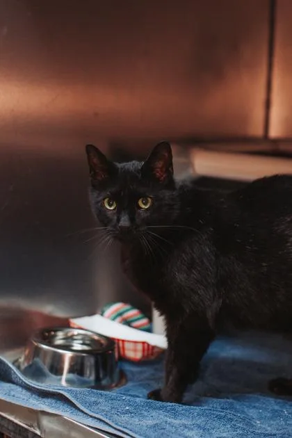 A Nico Jr Petsmart thumbnail 2