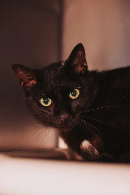 A Nico Jr Petsmart thumbnail 3