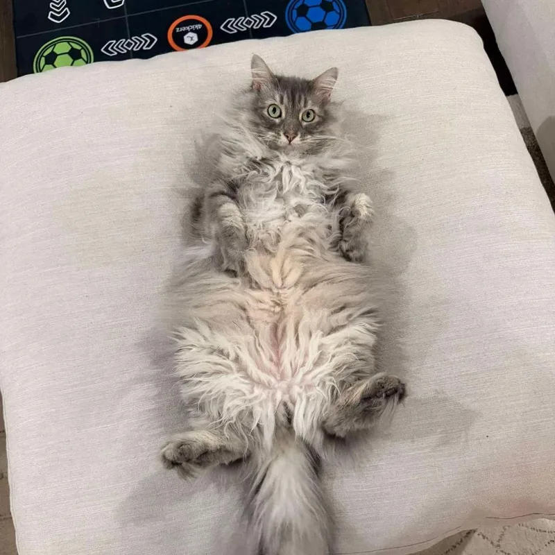 An adult large-sized male Gray / Blue / Silver Domestic Long Hair cat named Wasabi for adoption in Enterprise, AL
