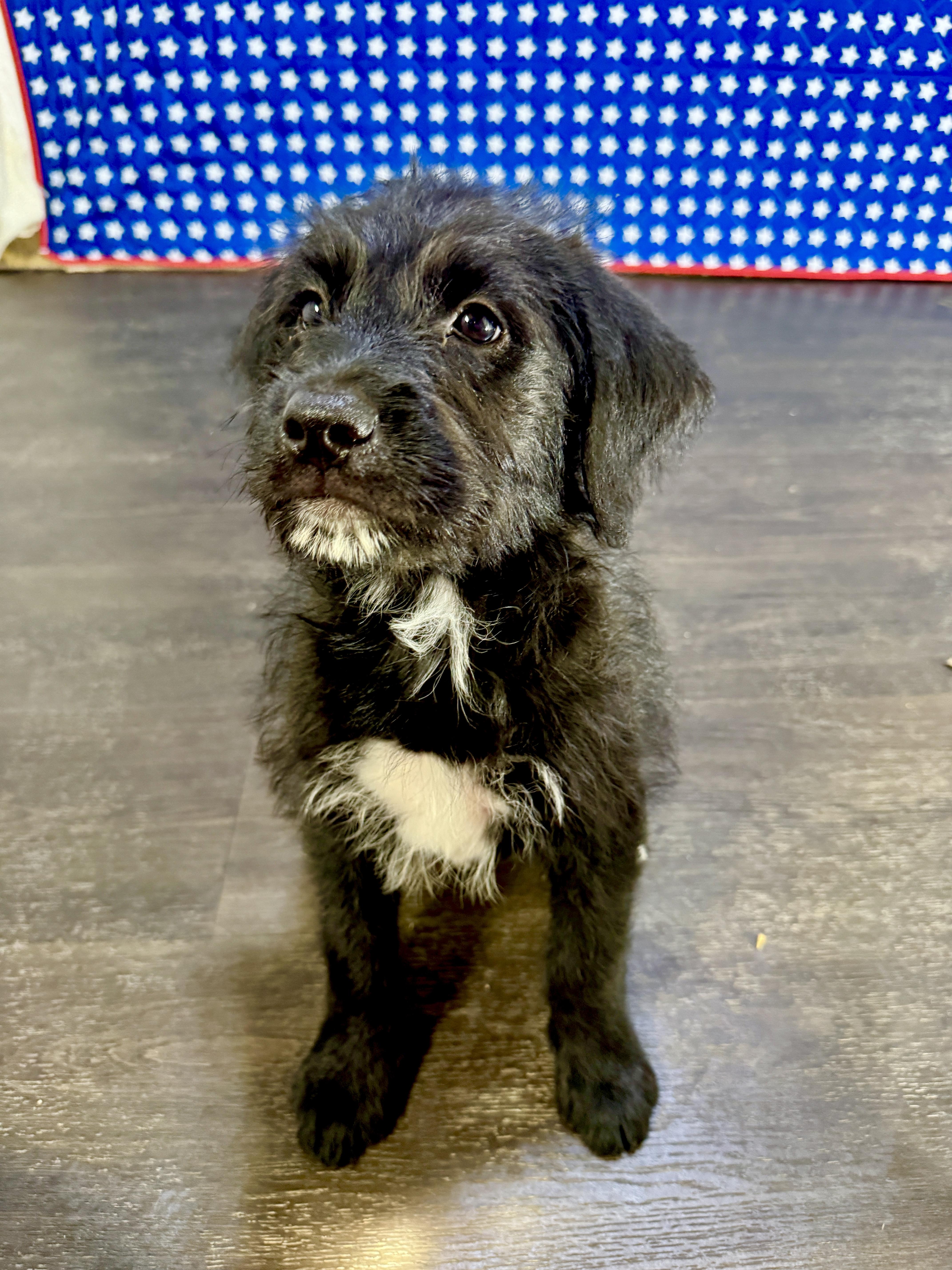 A baby medium-sized female Black Labradoodle dog named Eleanor for adoption in Hartford, KY