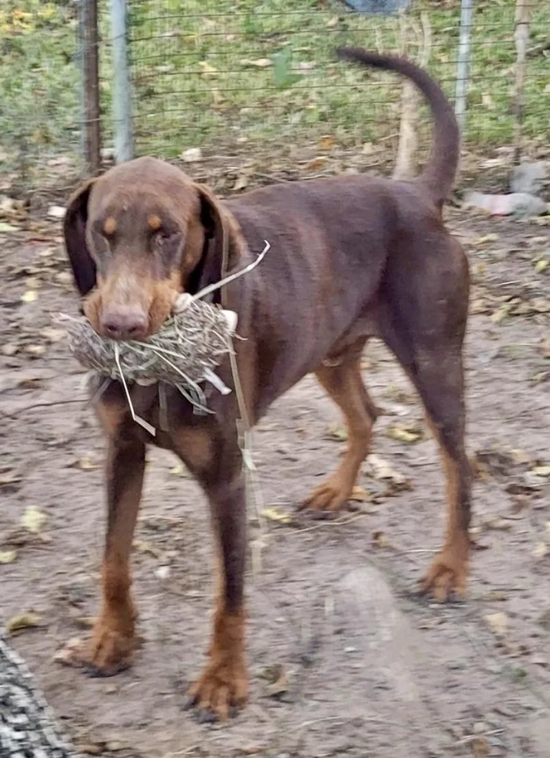An adult large-sized male Brown / Chocolate Doberman Pinscher dog named Snickers for adoption in Houston, TX