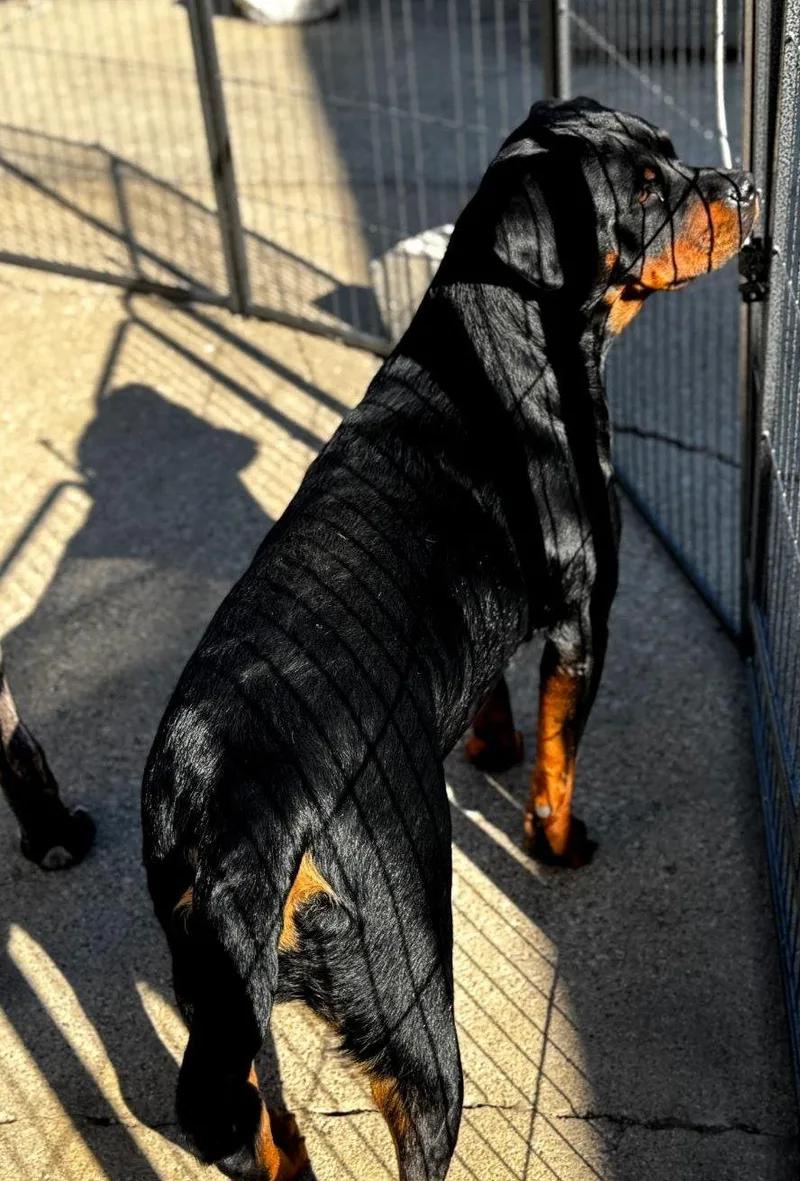 An adult large-sized female Rottweiler dog named Zoe for adoption in Oswego, IL