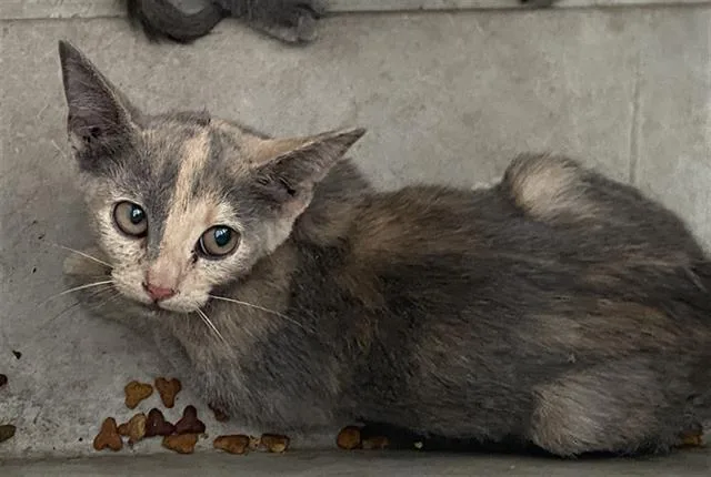 A baby medium-sized female Domestic Short Hair cat named Sonya for adoption in Dallas, TX