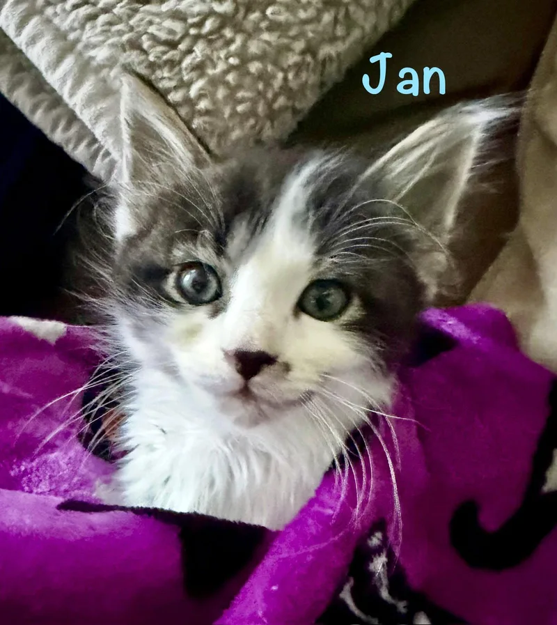 A baby medium-sized male Domestic Medium Hair cat named Jan for adoption in Reston, VA