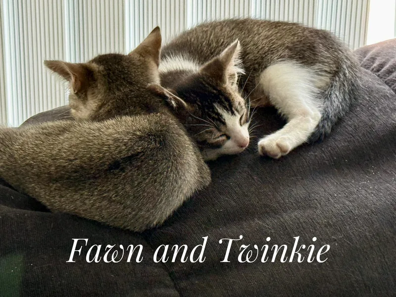 A baby large-sized female Tabby (Orange / Red) Tabby cat named Fawn for adoption in Wimauma, FL