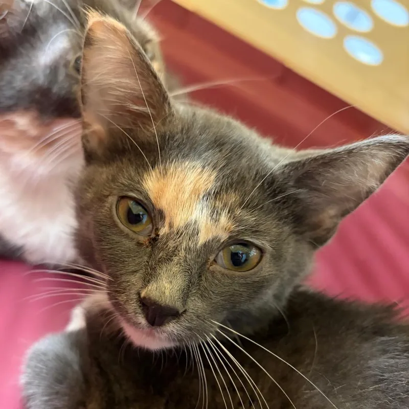 A baby small-sized female Tortoiseshell Domestic Short Hair cat named Marble for adoption in Lake Jackson, TX