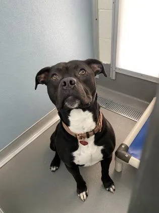 An adult medium-sized male Black Pit Bull Terrier dog named Travieso for adoption in Florence, OR