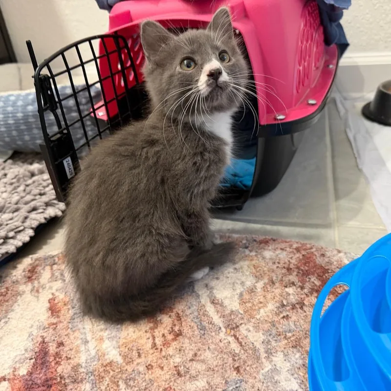 A baby small-sized female Gray / Blue / Silver Domestic Long Hair cat named Tamara for adoption in Gainesville, FL