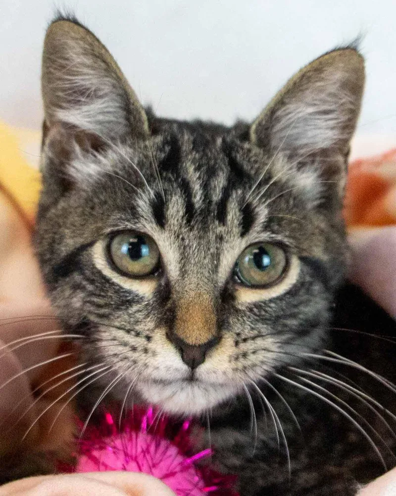 A baby medium-sized female Domestic Short Hair cat named Stardust for adoption in Kennesaw, GA