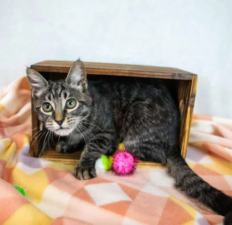 Stardust thumbnail 2